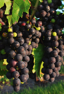 leelanau wine grapes
