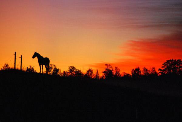 Horse and Sunset1