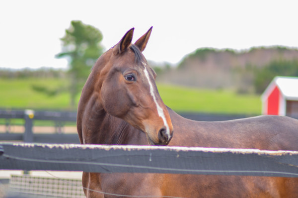 Horse at Black Star Farms