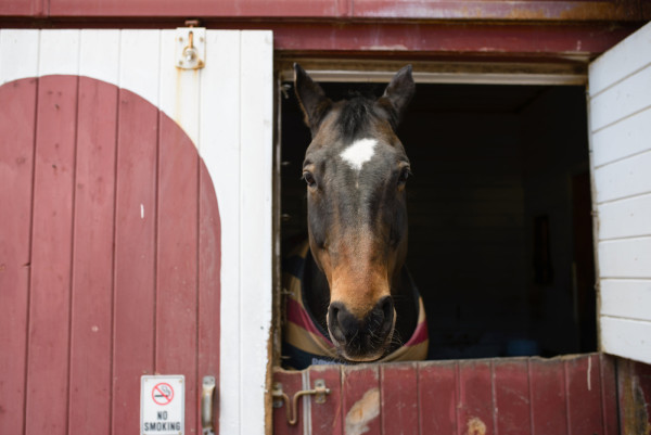 Horse in Stable1