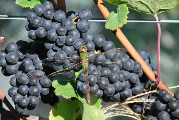 dragonfly on grapes