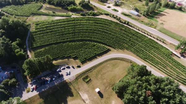 vineyard aerial