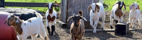 Goats Website