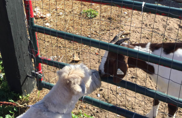 fast friends animals on the farm