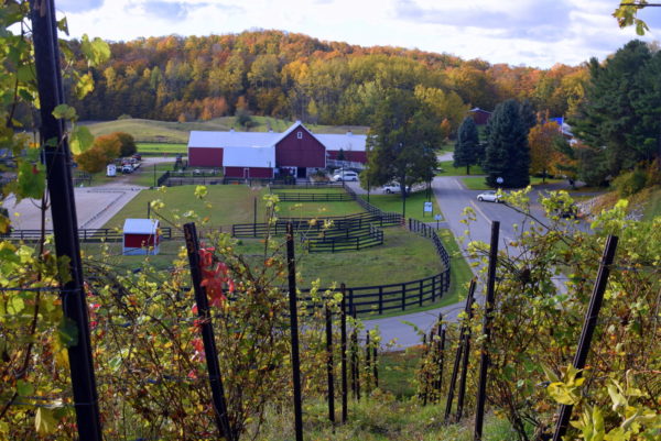 The Farm Vineyard View Fall