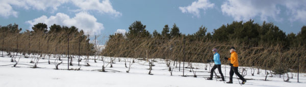 Black Star Farms Snowshoes Vine Wines 5