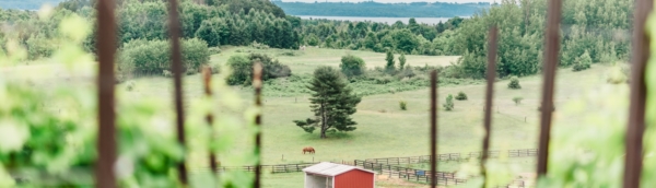 View from our vineyard of a horse in the pasture at Black Star Farms Suttons Bay.