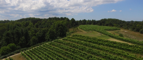 Aerial view of the vineyard at Black Star Farms Suttons Bay.