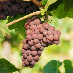 Example of Pinot Gris grapes on the vine.