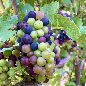 Pinot Noir grapes changing color.