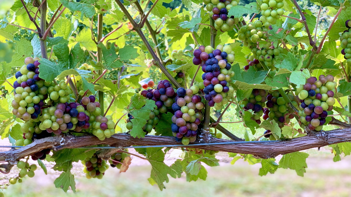 Grapes changing colors in the vineyard at Black Star Farms, one of the best Leelanau Peninsula wineries