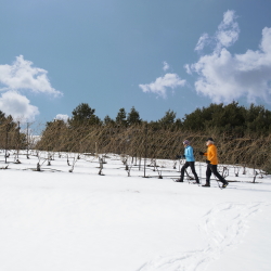 A couple snowshoeing in the vineyard.