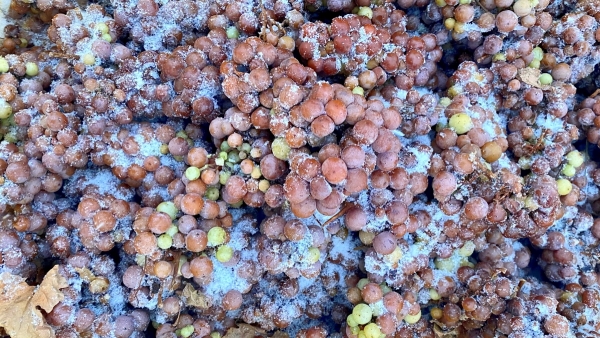 Frozen Riesling grapes.