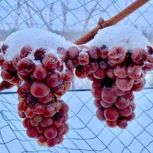 Two bunches of frozen Riesling grapes on the vine.