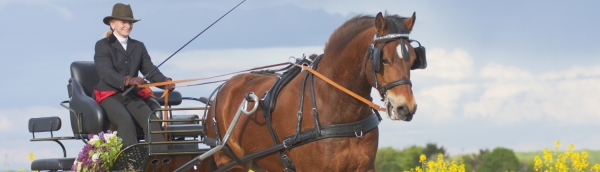 Horse and Carraige 1500x430 1