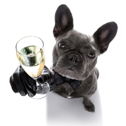 French Bulldog with a glass of sparkling wine.
