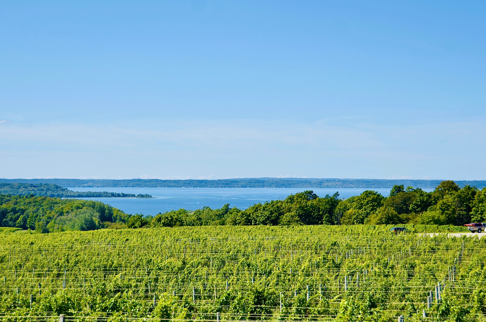 Vineyards overlooking the Bay - where wine tasting is one of the best things to do in Traverse City