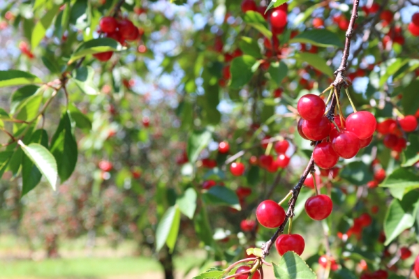 Cherry Orchards in the Leelanau Peninsula are a great place to go Cherry picking in Michigan