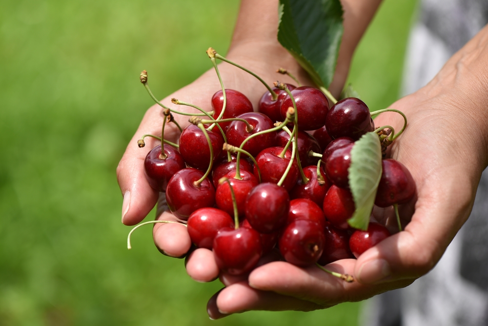 a handful of cherries after cherry picking in Michigan