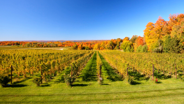 Enjoying the fall colors in Michigan at one of the Traverse City Wineries - one of the best things to do in Traverse City in the fall