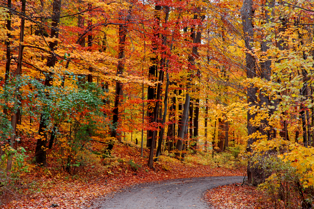 Stunning fall colors in Michigan near Traverse City