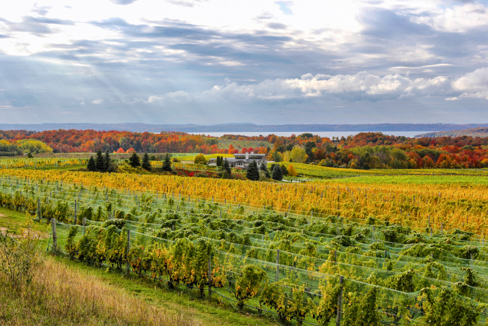 Beautiful fall vineyard views - apart from visiting Traverse City breweries, this is one of the best things to do in Traverse City this fall