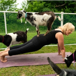 Woman in the plank pose with a mini goat on her back.