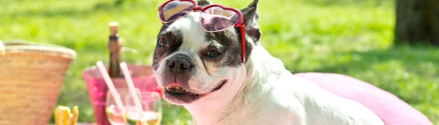 A dog wearing sunglasses on a picnic blanket with glasses of wine in the background.