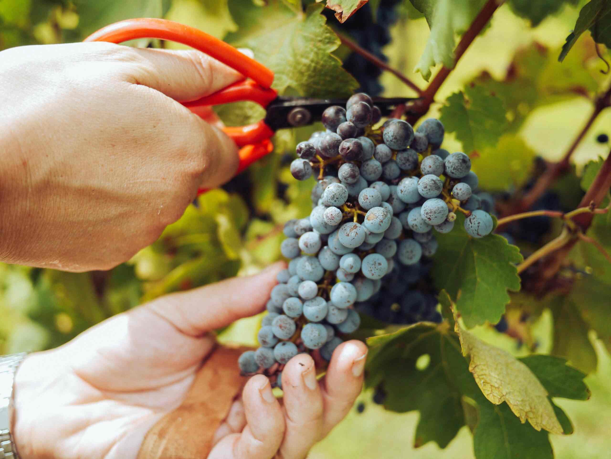 Doing Grape Things Sustainability 1