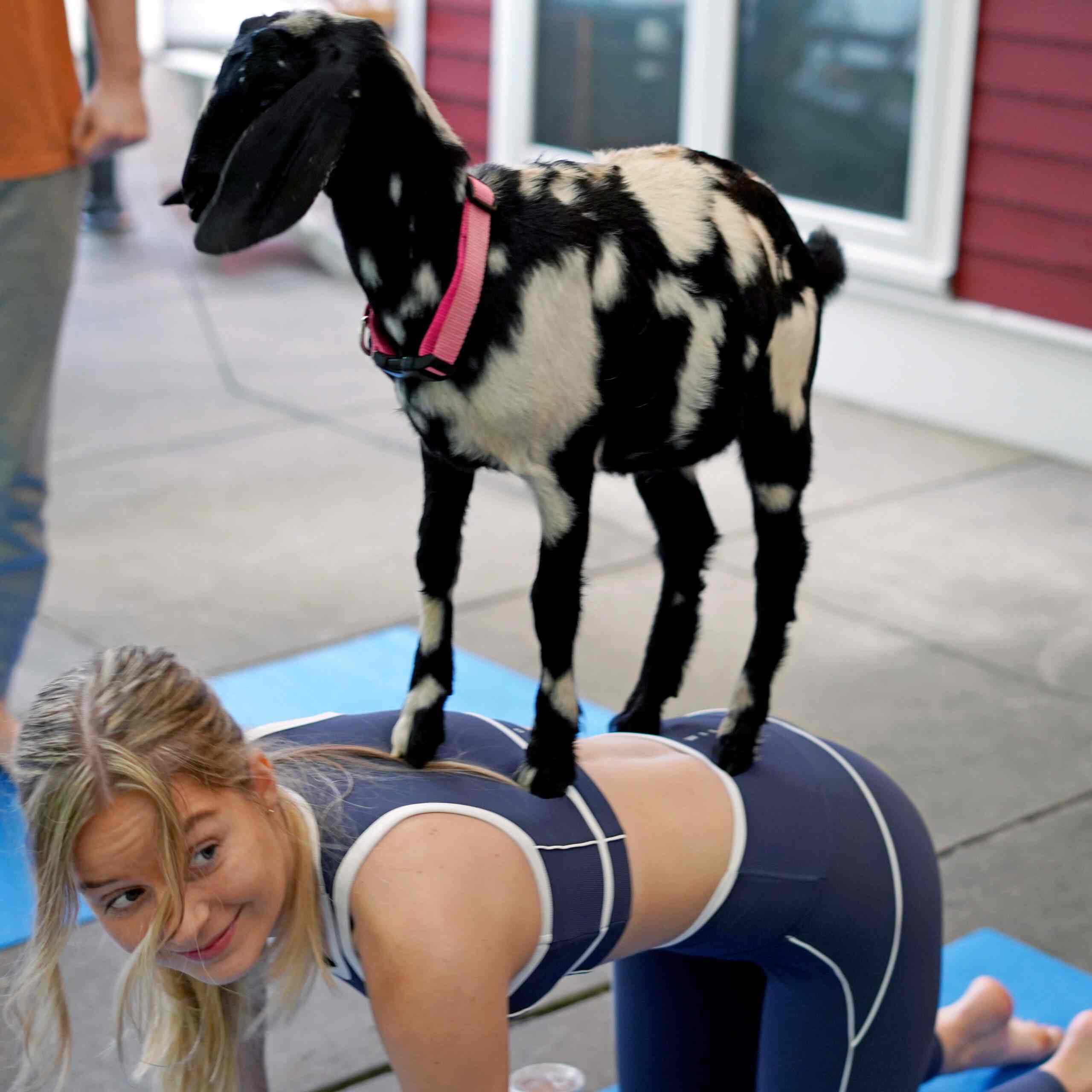 Goat Yoga at Black Star Farms_SQUARE A person seated on a chair, skillfully playing an acoustic guitar, immersed in their music.
