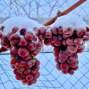 Ice Wine Harvest 2