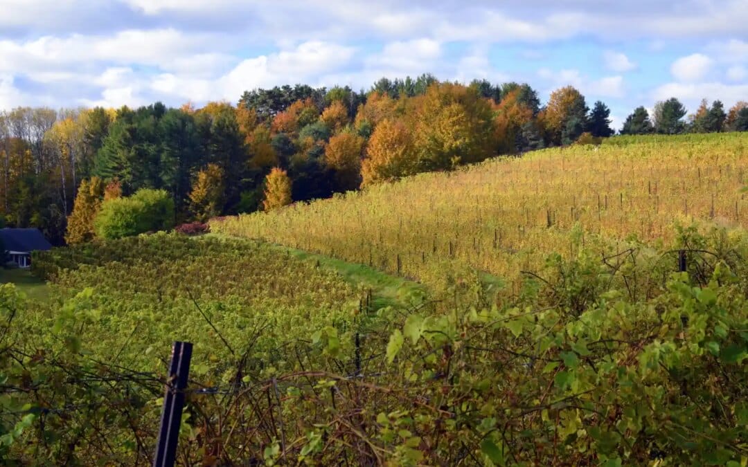 The Best Wine Tasting in Traverse City + Beyond