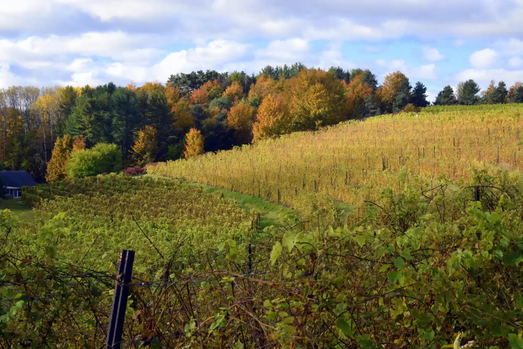 October Suttons Bay Vineyard 2 Several barrels lined up in front of a barn.