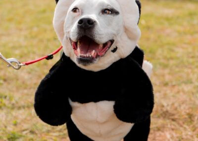 Fall Fido Fest 6