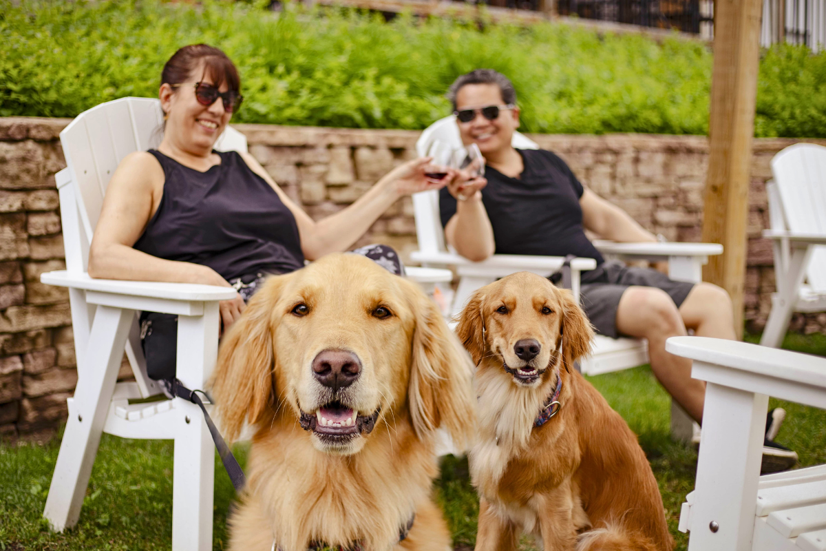 Two dogs with their humans clinking wine glasses.